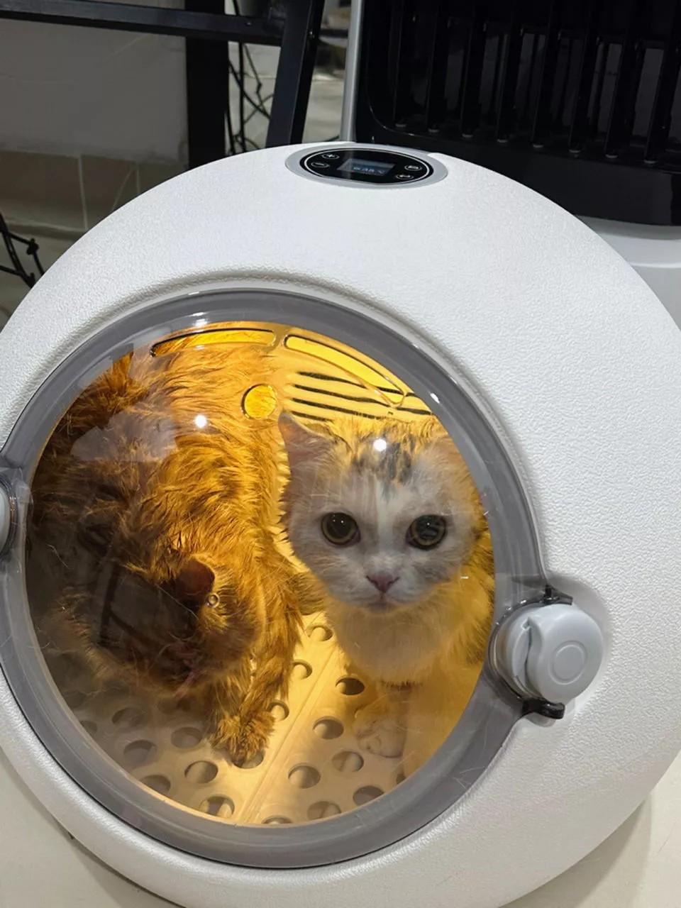 Small cats using CozyDry