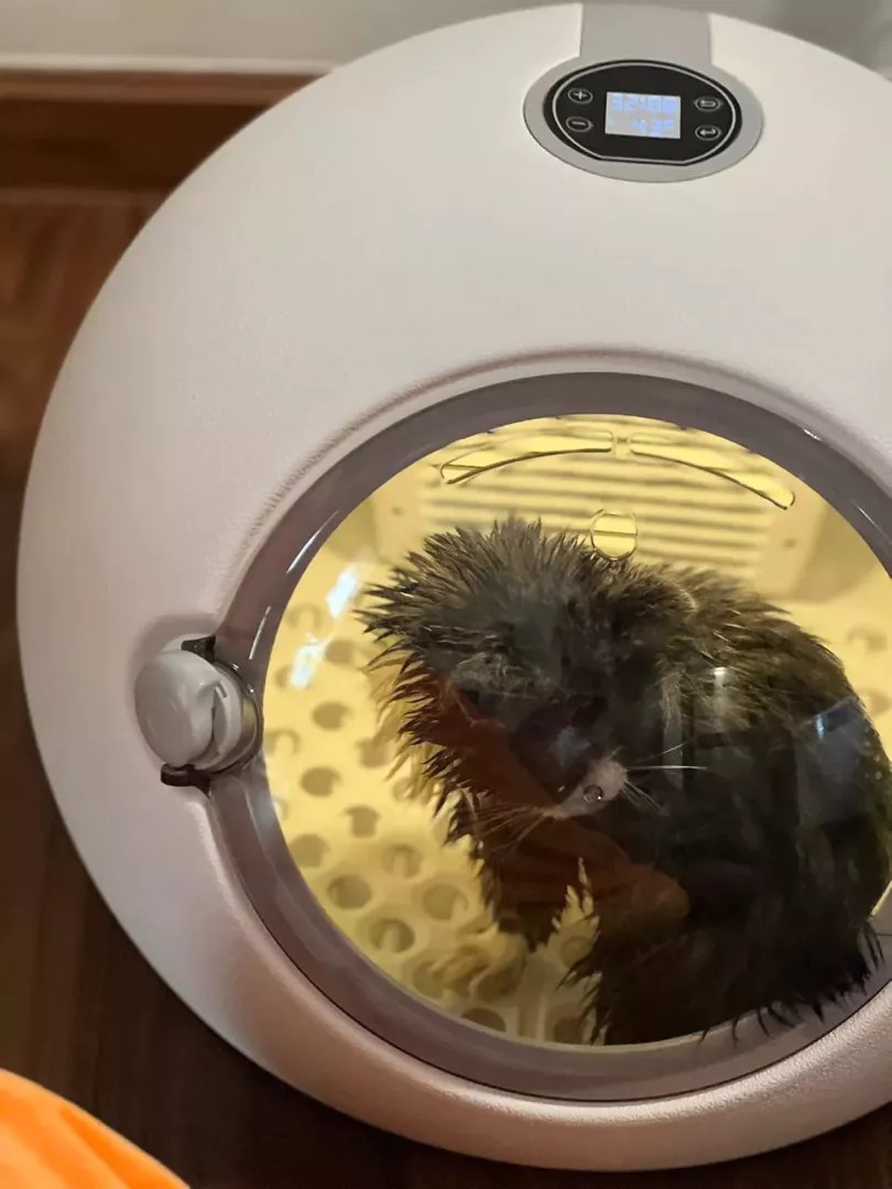 Pet using CozyDry